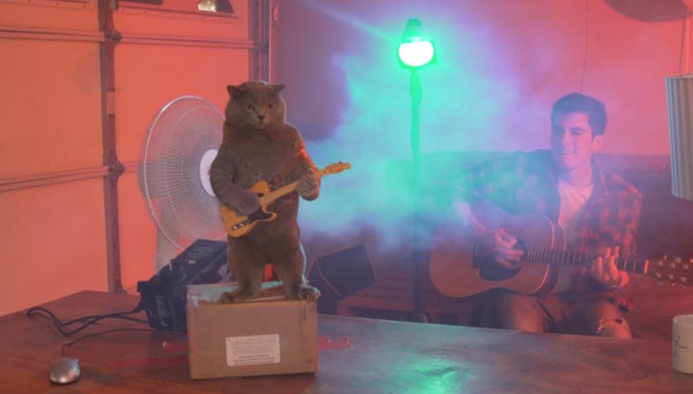 Cat Playing the Guitar