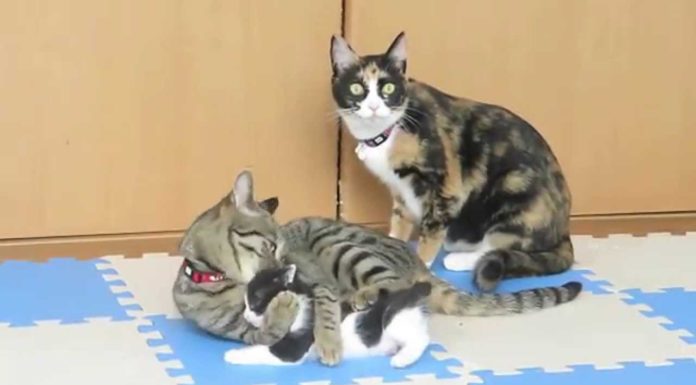 Vieni qui piccolo birbante!