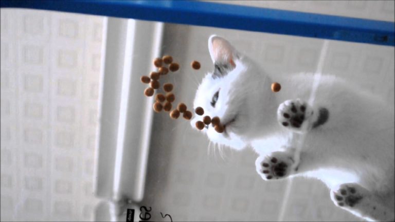 Come vedere le zampette del proprio gattino