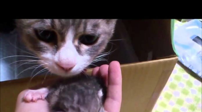 Le attenzioni di mamma gatta