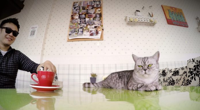 Cat Cafe di Shanghai