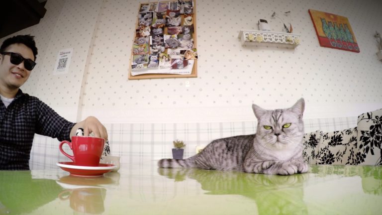 Cat Cafe di Shanghai