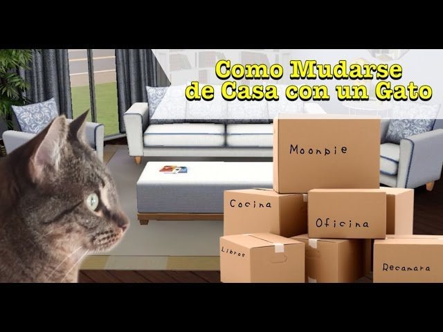 Cambiare casa con un gatto