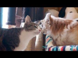 Naso nero e naso bianco