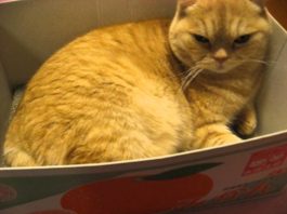 Io da qui non mi muovo!