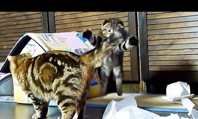 Il giocattolo più lungo