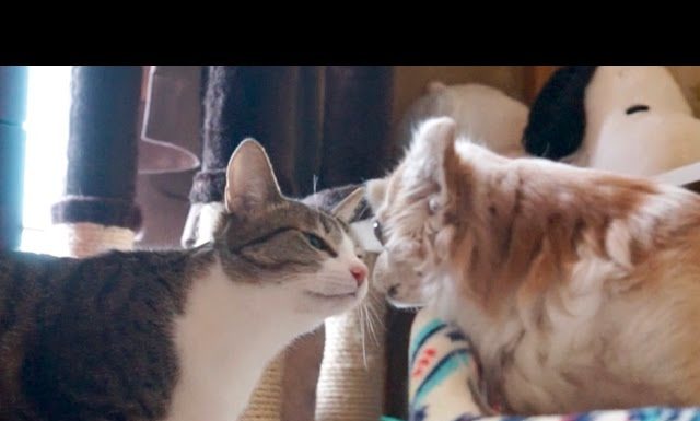 Naso nero e naso bianco