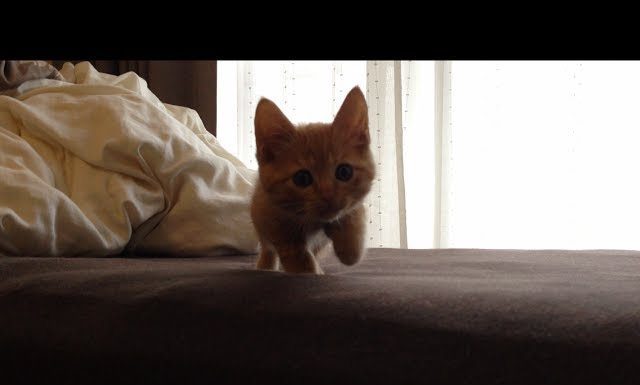 Hiroshi gioca a nascondino