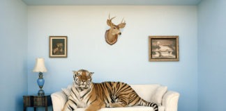 Una tigre in salotto