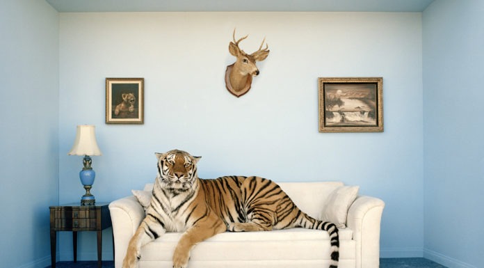 Una tigre in salotto
