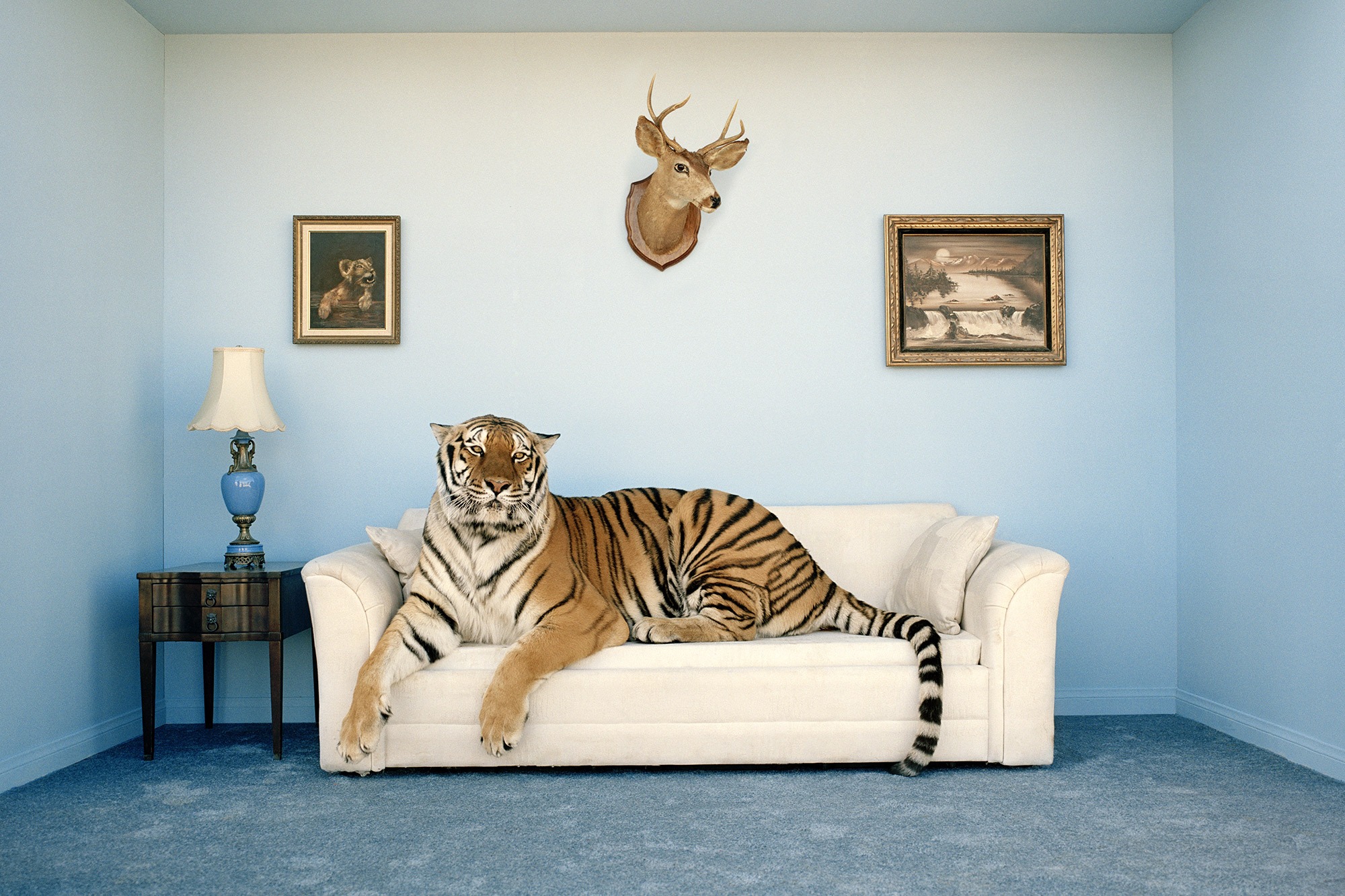 Una tigre in salotto