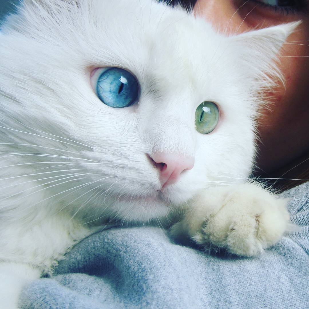 Alos, gatto con occhi bicolor