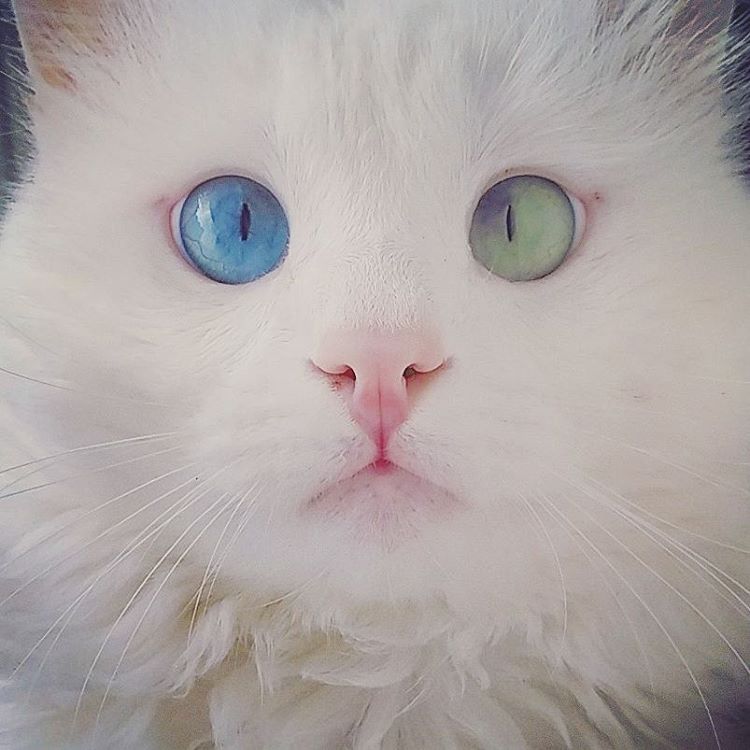 Alos, gatto con occhi bicolor