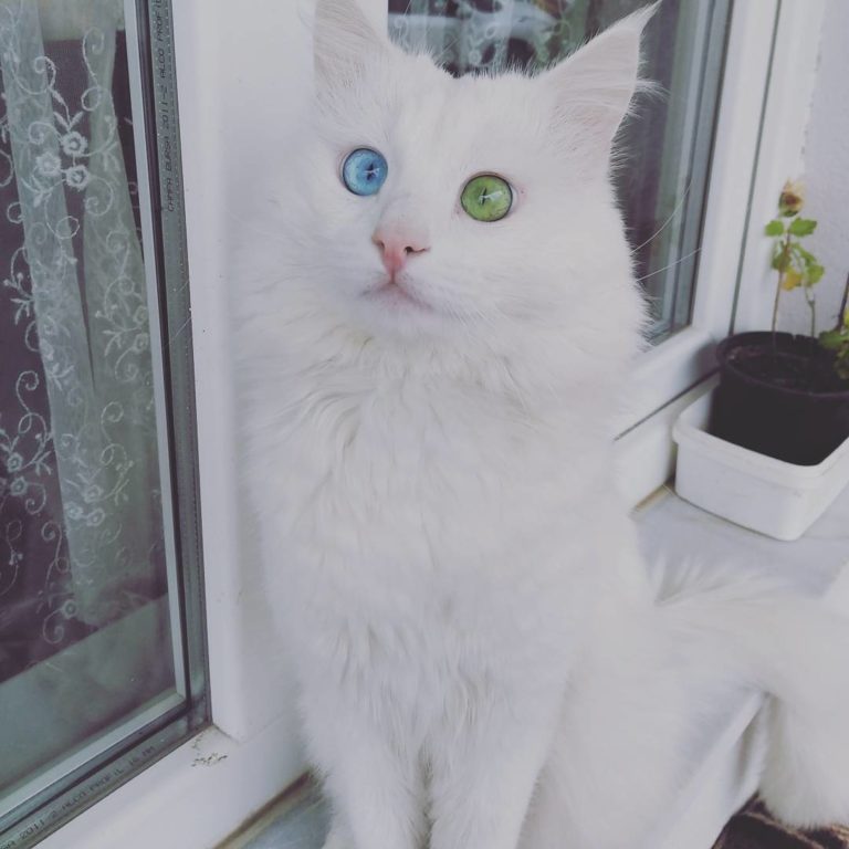 Alos, un gatto dagli occhi bicolor