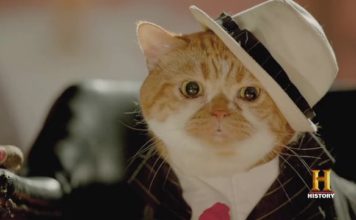 Gatti nella storia: Al Cat-Pone