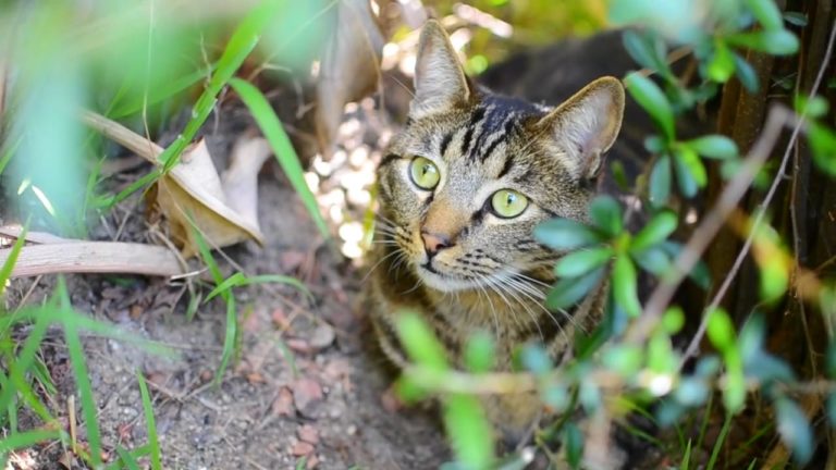 Un gatto che fa semplici cose da gatto