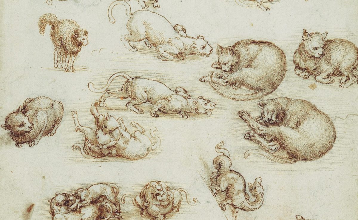 I gatti di Leonardo