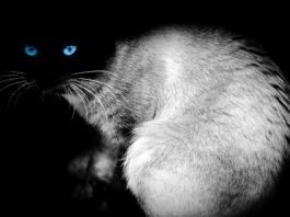 Gatto: animale misterioso