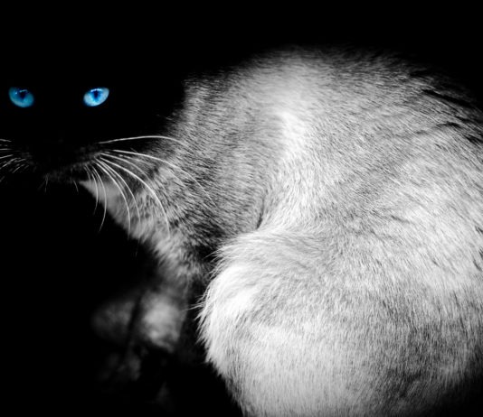 Gatto: animale misterioso