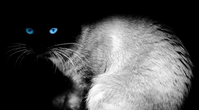 Gatto: animale misterioso