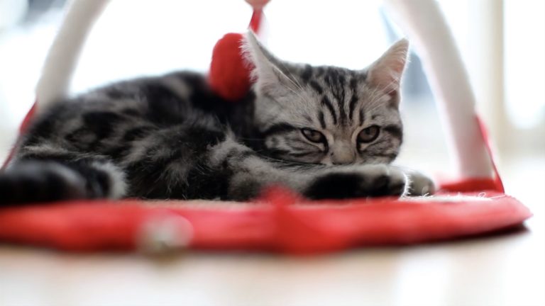 Com’è cresciuto il gatto Jazz!