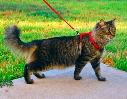 Guinzaglio per gatti?