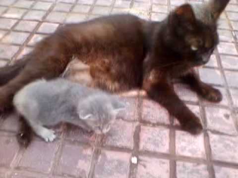 Mamma gatta adotta un orfanello