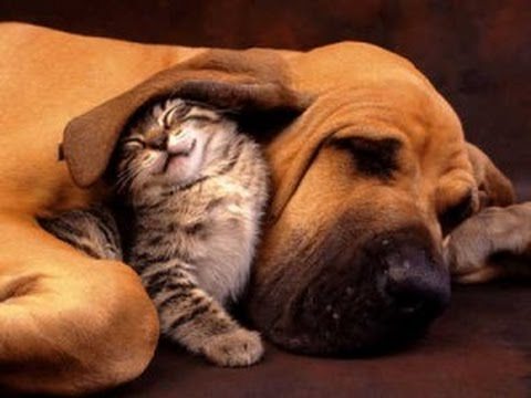 Cani che adottano gattino abbandonato