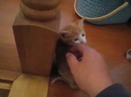 Non mi sono dimenticata di te