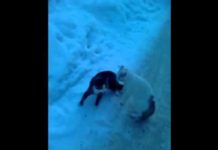 Gatti che litigano sulla neve