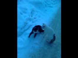 Gatti che litigano sulla neve