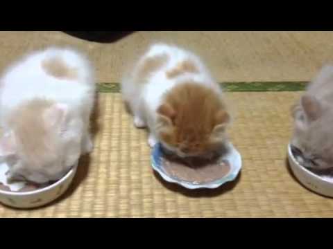 Pappa time