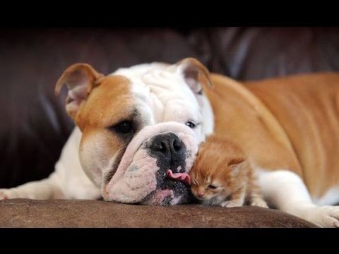 Grossi cani, piccoli gattini