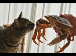 Gatti vs granchi – la compilation