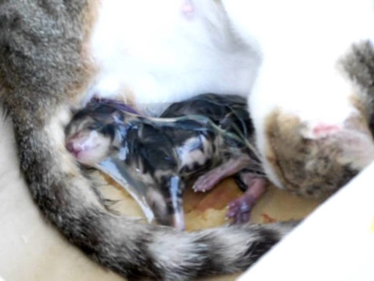Il parto naturale di mamma gatta