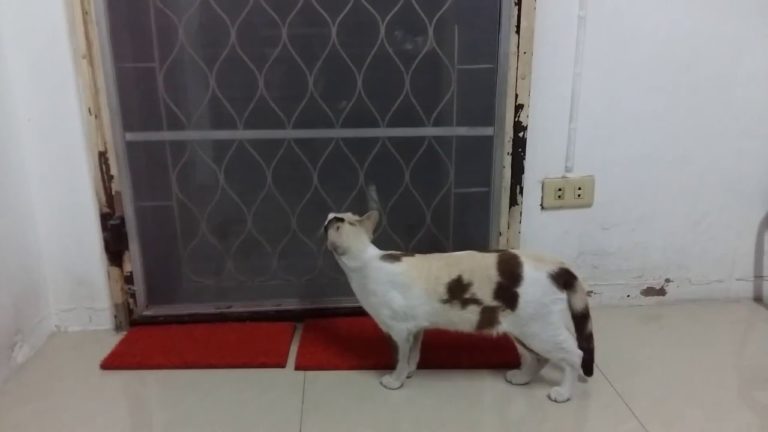 Apriti sesamo
