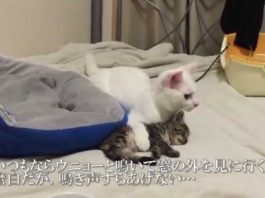 Cosa sta succedendo?