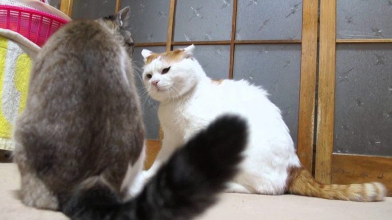 Shiro and Kuro