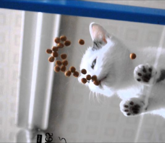 Chibi mangia i croccantini