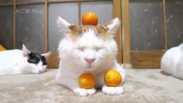 Gatti e kumquat