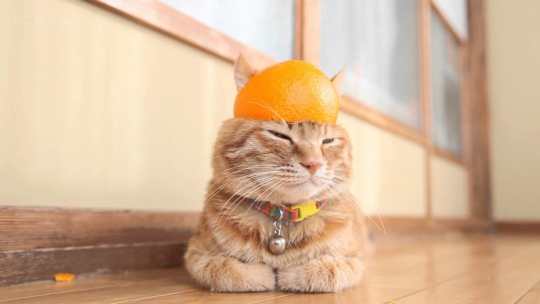 Cappellino stravagante