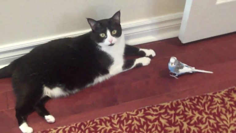 Pappagallino innamorato di un gattino