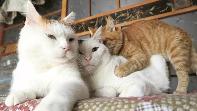 Massage cat