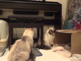 Non toccare i miei figli!