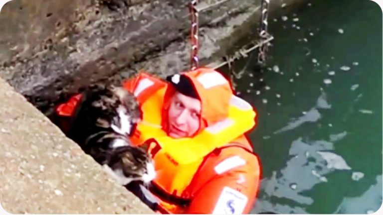 Gatto salvato da sotto una barca