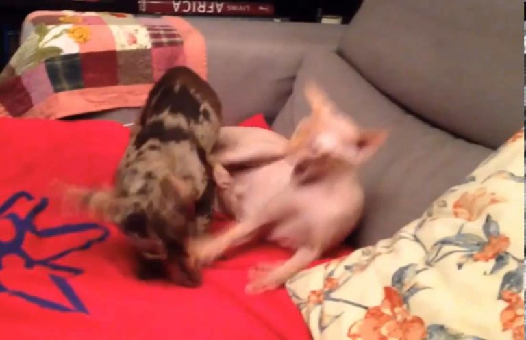 Gatto Sphynx vs Cane Bassotto