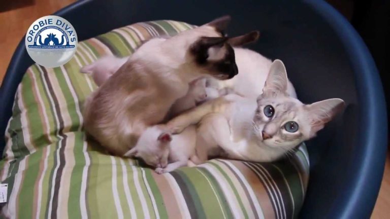 Gatto Balinese