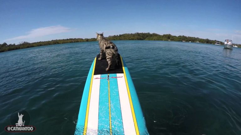 Gatto sul surf