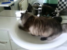 Dopo essere stati in bagno, lavarsi sempre le zampe!