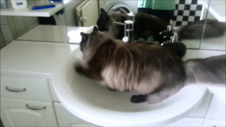 Dopo essere stati in bagno, lavarsi sempre le zampe!